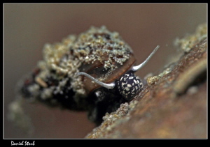 Bythinia ... soooooo small :-D by Daniel Strub 